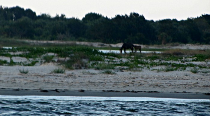 amelia river cruises