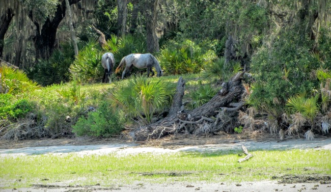 wild-horses