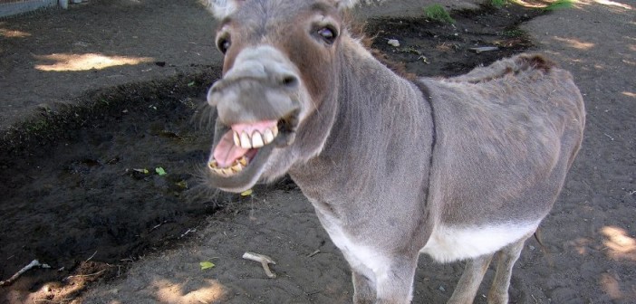 Who Wants A Donkey Ride? (For Mother’s Day) mothers day